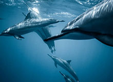 yunkai体育-申花终结16年不胜日本球队魔咒 这才叫亮剑精神